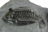Uncommon Mrakibina Trilobite - Mrakib, Morocco #353041-2